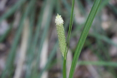 Carex erinacea