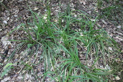Carex erinacea