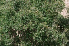 Flueggea verrucosa