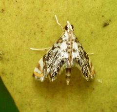 Chrysendeton