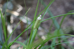 Carex erinacea
