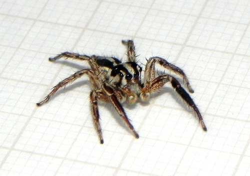 Pantropical Jumping Spider