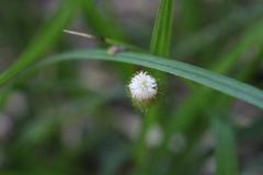 Carex erinacea
