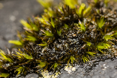 Schistidium maritimum