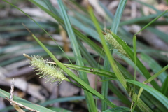 Carex erinacea