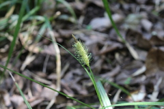 Carex erinacea