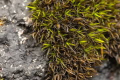 Schistidium maritimum