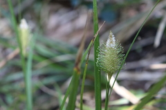 Carex erinacea
