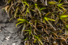 Schistidium maritimum
