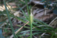 Carex erinacea