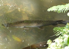 Atractosteus tropicus