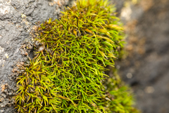 Schistidium maritimum