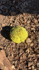 Maclura pomifera
