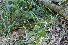 Carex erinacea