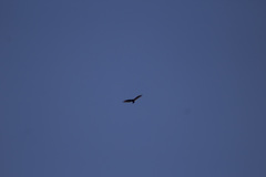 Cathartes aura septentrionalis