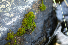 Schistidium maritimum