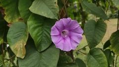 Argyreia capitiformis