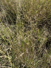 Panicum coloratum