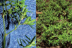 Paronychia fastigiata