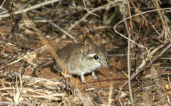 Galegeeska rufescens