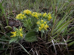 Leobordea foliosa