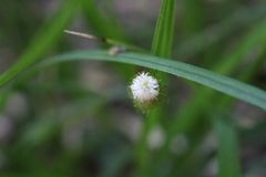 Carex erinacea