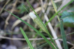 Carex erinacea