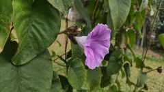 Argyreia capitiformis