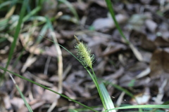 Carex erinacea