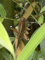 Schistocerca piceifrons