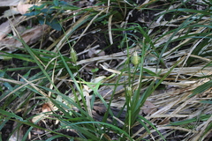 Carex erinacea