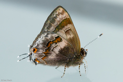 Rubroserrata ecbatana