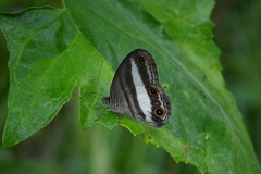 Euptychoides albofasciata