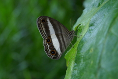 Euptychoides albofasciata