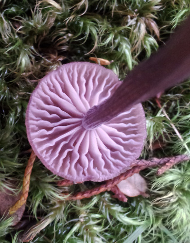 Laccaria lilacina image