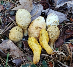 Rhopalogaster transversarius