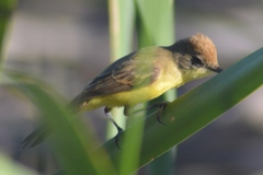 Pseudocolopteryx citreola