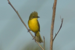 Pseudocolopteryx acutipennis