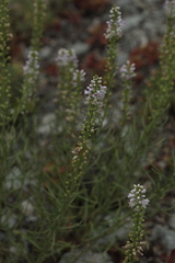 Veronica pinnata