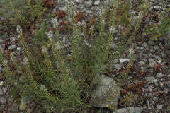 Veronica pinnata