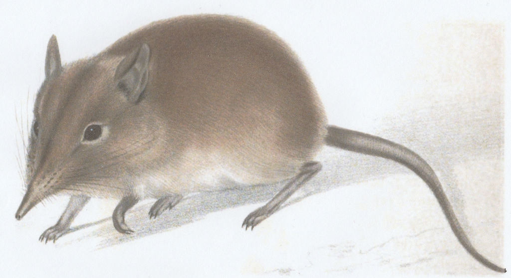 Short-Snouted Elephant Shrew