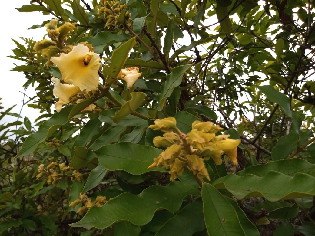 Qualea grandiflora