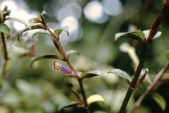 Columnea katzensteiniae