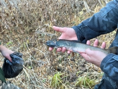 Salvelinus malma