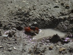 Leptuca uruguayensis