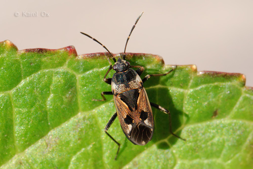 ploštička obyčajná (Rhyparochromus vulgaris)