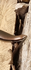 Marisora brachypoda
