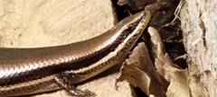 Marisora brachypoda