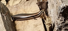 Marisora brachypoda