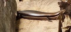 Marisora brachypoda
